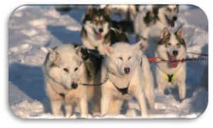 Gran ruta trineo de perros Laponia