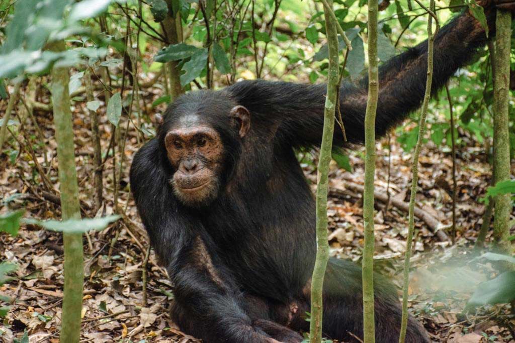 Chimpundu Lodge - chimpanzee-trekking