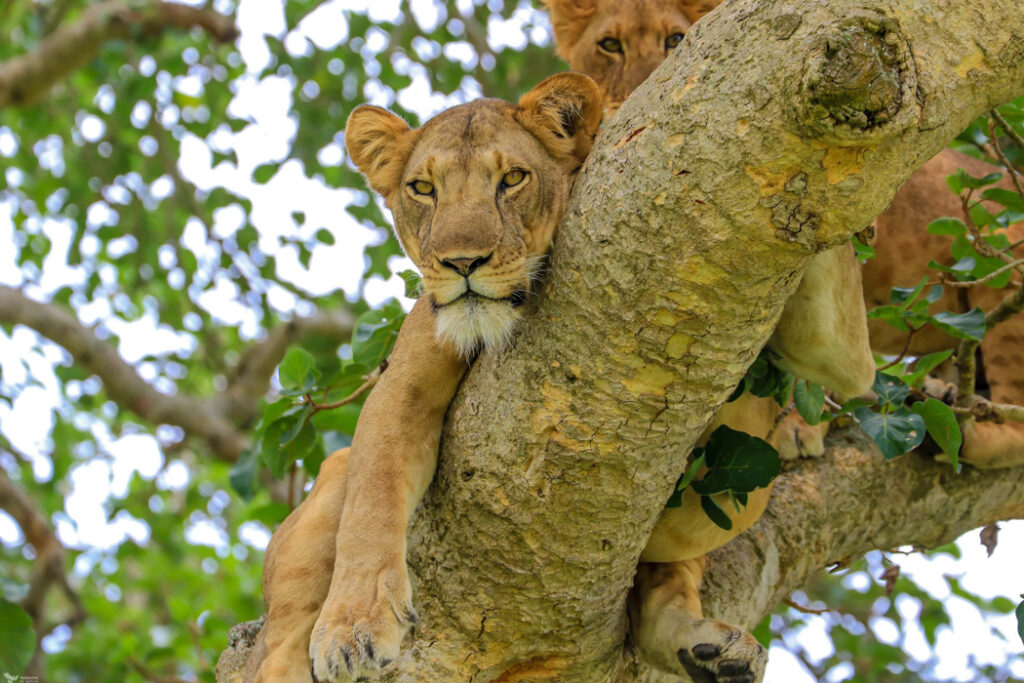 Ishasha-tree-climbing-lions