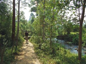 Uganda con Miquel Llorente - Caminata en el bosque primario