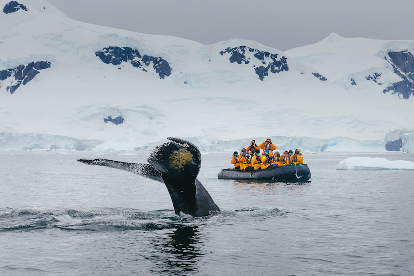 Quark Expeditions-Antarctic Explorer-zodiac cruise_David Merron