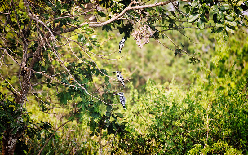Twiga Safari Lodge - birdlife 1