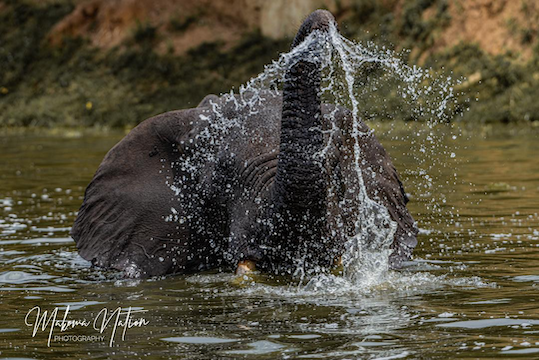 Twin Lakes Safari Lodge - elefantes 3