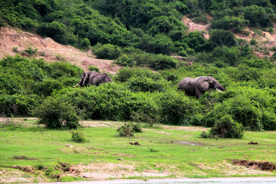 Twin Lakes Safari Lodge - elefantes