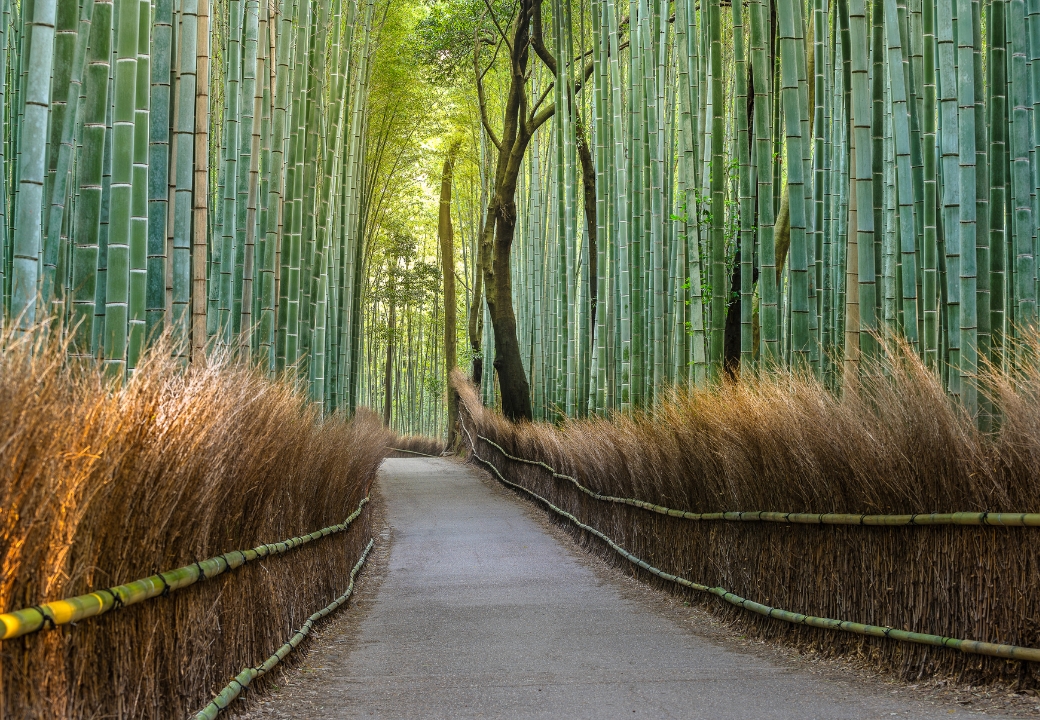 Bamboo forest path in japan