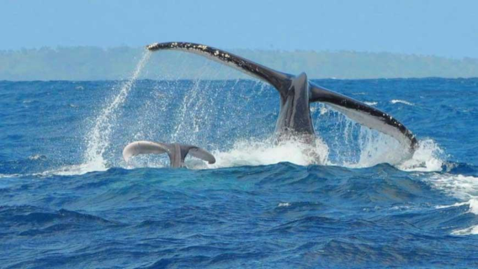 Madagascar - avistamiento de ballenas