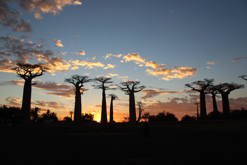 Madagascar - baobabs al atardecer