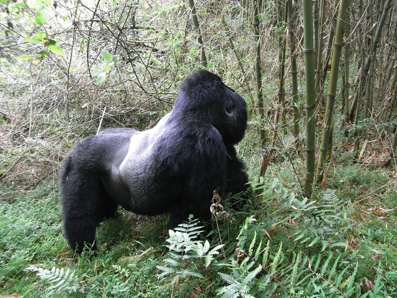 Uganda-gorila de montaña en el Bosque Impenetrable de Bwindi