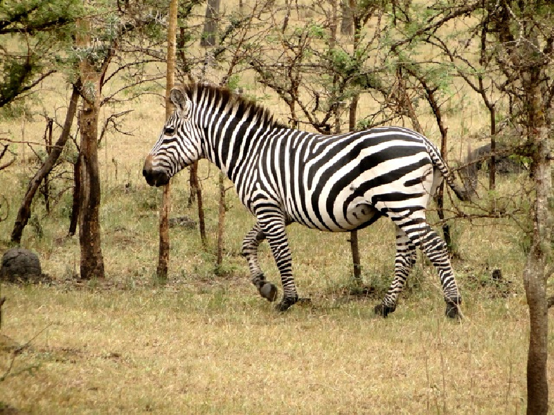 Uganda Mogambo - cebra PN Lago Mburo