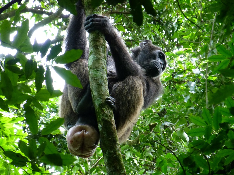 Uganda Mogambo - chimpance-budongo