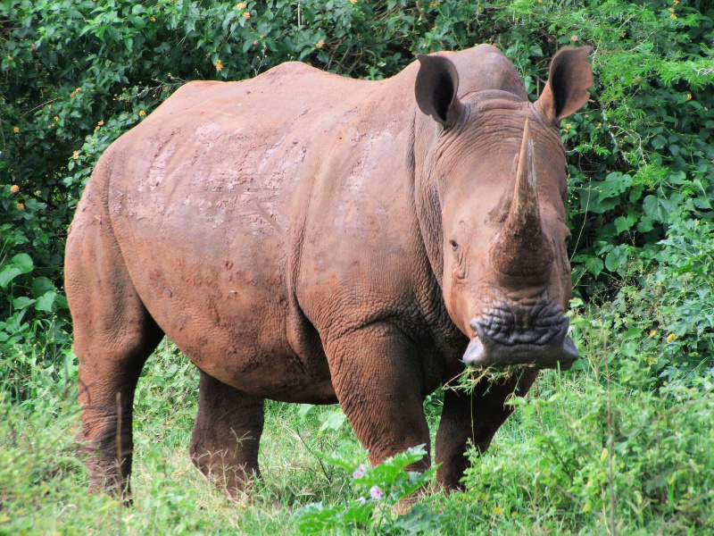 Uganda Mogambo - rinoceronte blanco