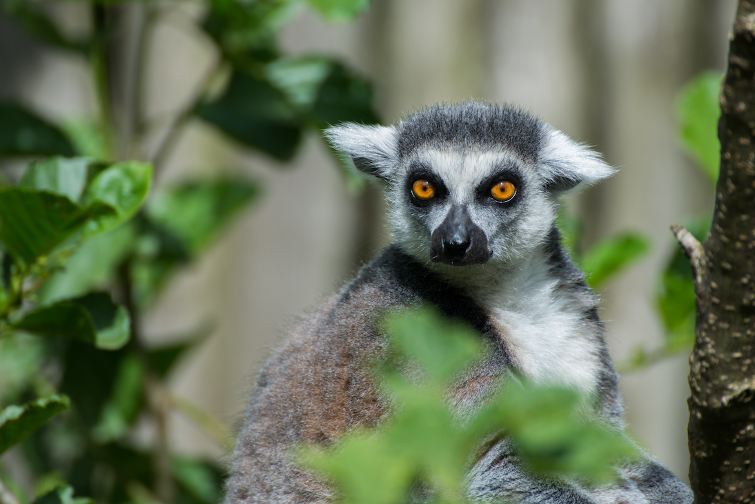 Madagascar - lemur