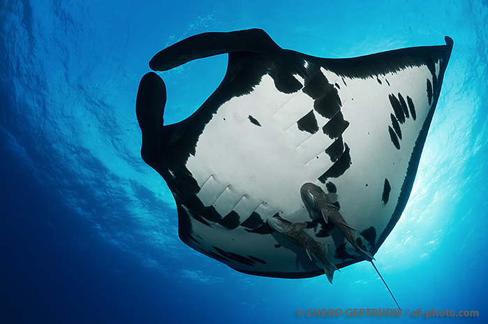 Buceo en Revillagigedo con mantas oceánicas