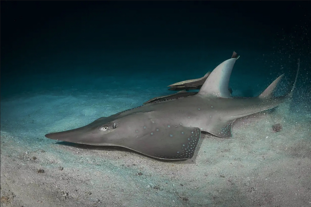 UF-Maldivas-atolones-centrales-Charo-Gertrudix-tiburones