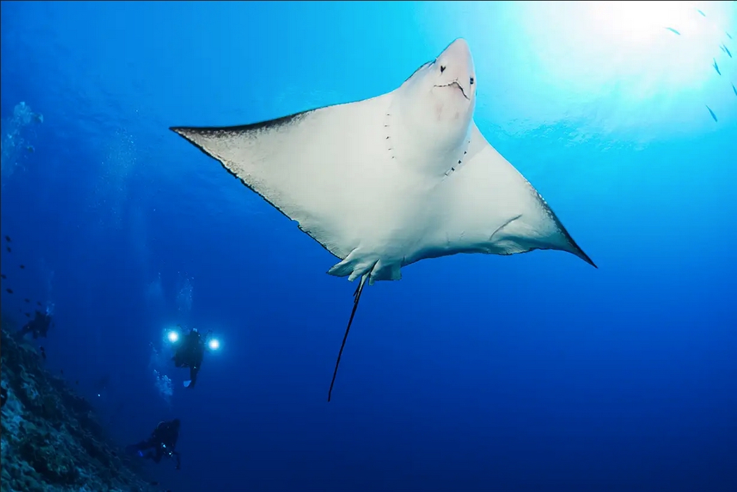 UF-Maldivas-atolones-centrales-Felipe-Barrio-manta-raya